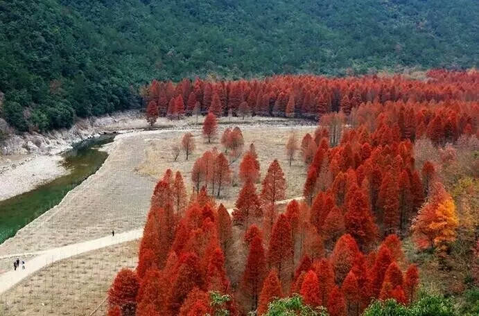 在浙江临海深深的山坳里,居然隐藏着一片让人为之惊叹的红杉林.