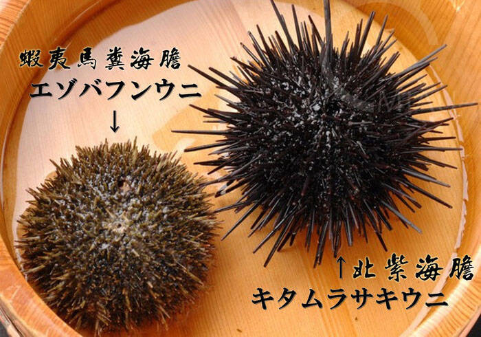 首页 养生健康 正文  海胆常见种类 日本是亚洲第一出产国,各地海域均