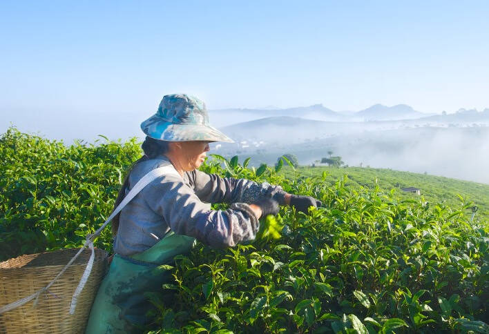 存茶指南（建议收藏）宋代赵希鹄在《调变类编》中提到
