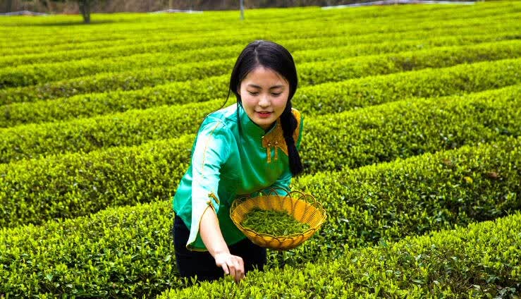 一方好茶,品味一方生活静享一方