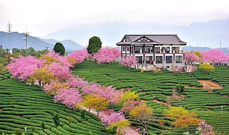 高山云雾中孕育出喝豆浆长大的茶