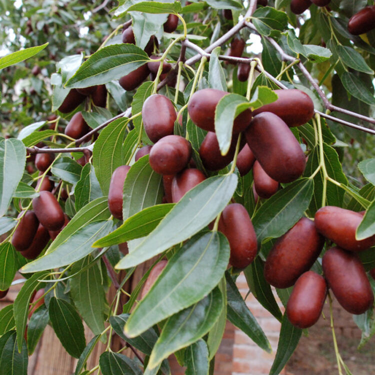 冬枣树苗南方种植果树苗新疆大枣南方北方种植枣树苗当年结果 金丝枣