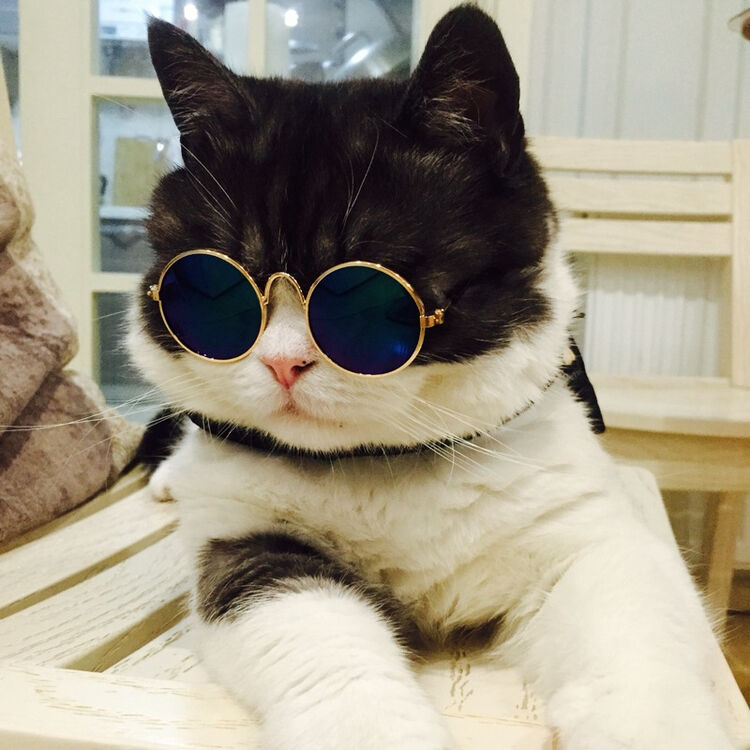 宠物猫咪眼镜猫墨镜太阳眼镜小猫太阳镜宠物配饰眼镜