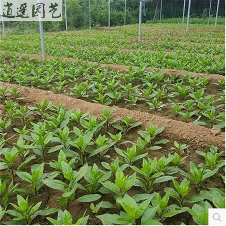 明月草种苗 降糖草神仙草 金鸡毛草 泰国仙草满10颗送