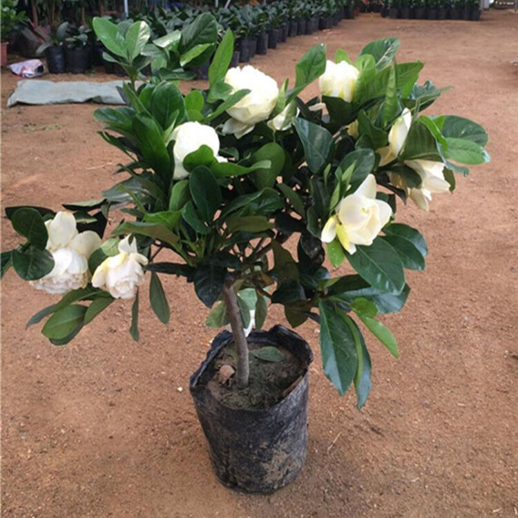 牡丹栀子花苗绿植盆栽花卉小叶大叶栀子花树苗开花植物比桂花还香