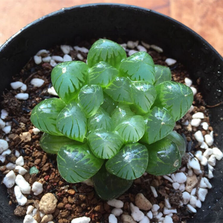 盆栽多肉植物姬玉露 大窗冰灯 帝玉露 绿宝石 水晶玉露 雪景色 电路板