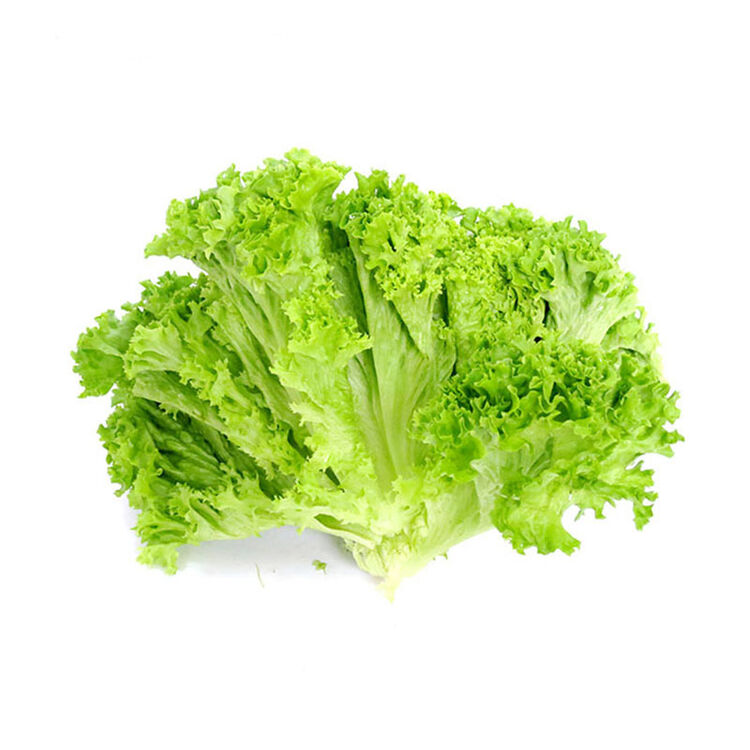 花叶生菜1kg 绿萝莎 沙拉菜 新鲜蔬菜图片