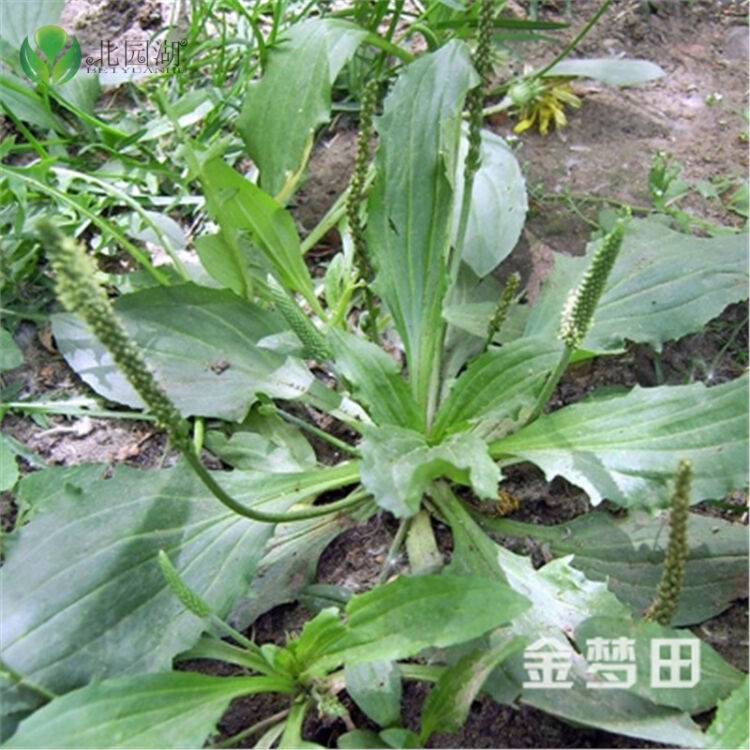 荠菜为什么苦