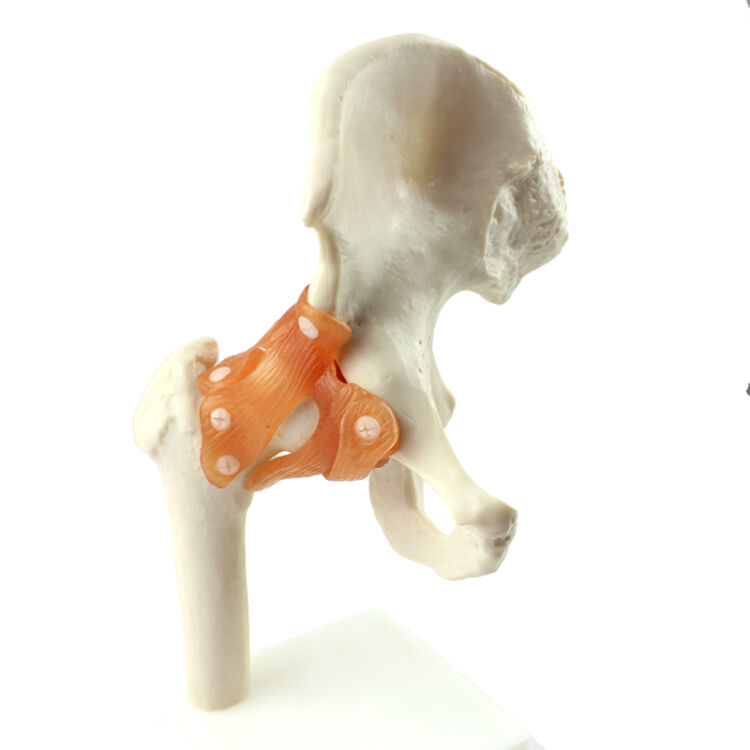 颐诺(enovo medical model) 人体髋关节模型股关节模型人体骨骼模型