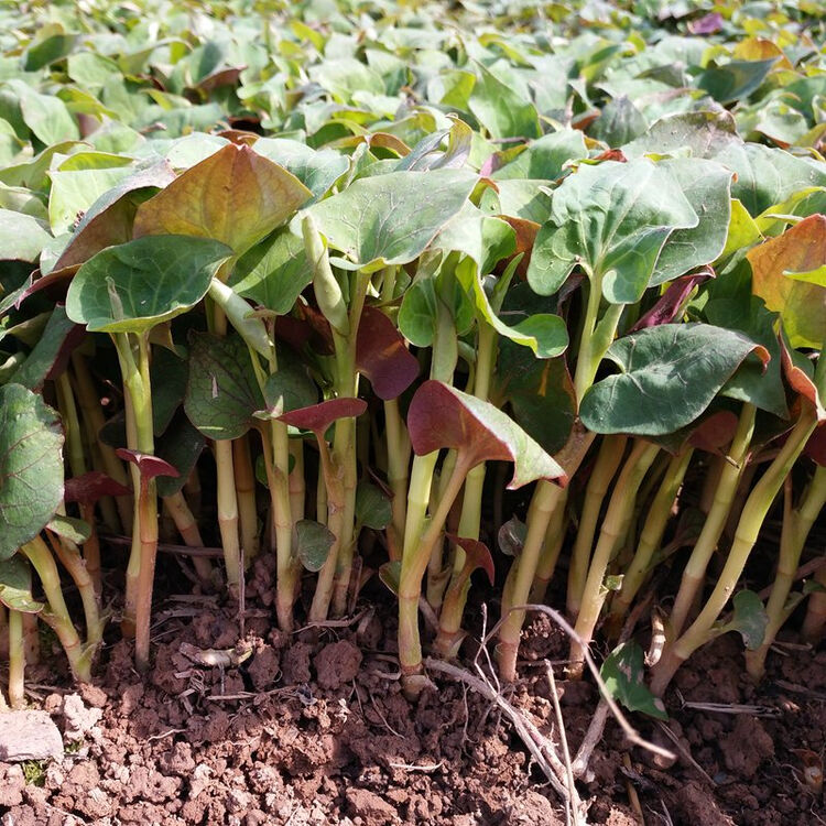 鱼腥草新鲜1kg 折耳根 新鲜四川现采嫩叶茎叶凉拌叶子茶
