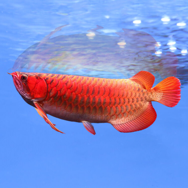 热带观赏鱼印尼新加坡红龙鱼超血辣椒红龙鱼3a级高背金龙鱼过背金龙