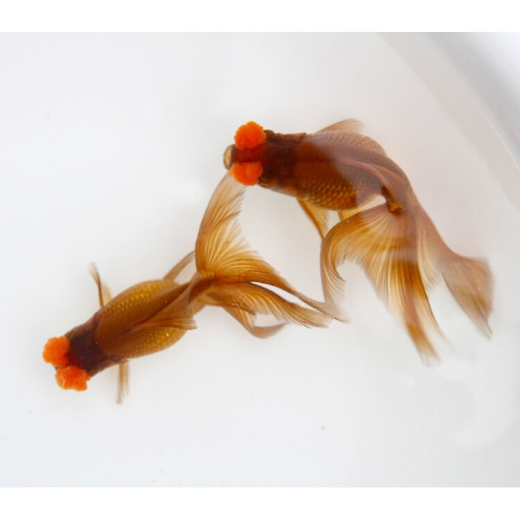 【多规格可选】金鱼活体观赏鱼紫绒球金鱼水族宠物鱼