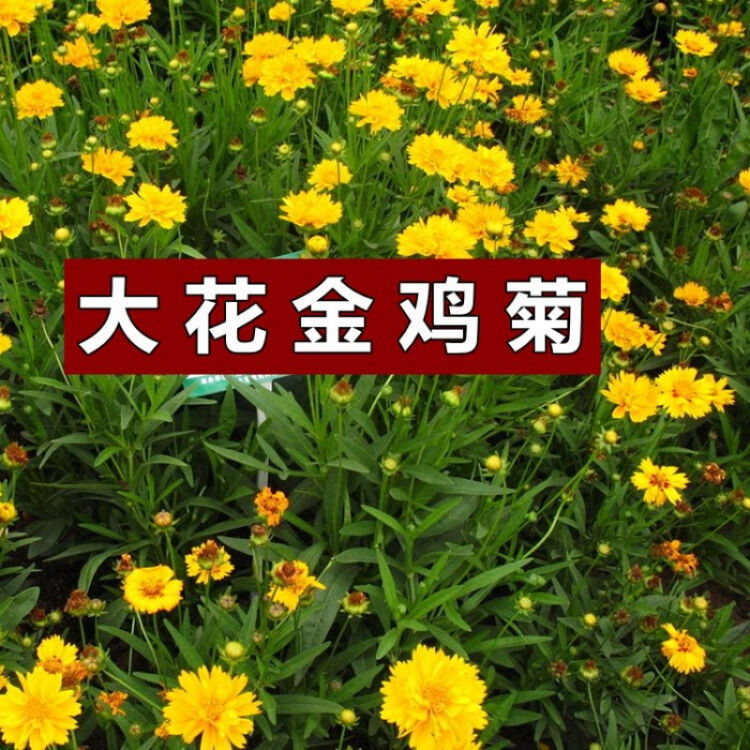 大花金鸡菊种子 多年生宿根耐寒花草景观园林花海绿化