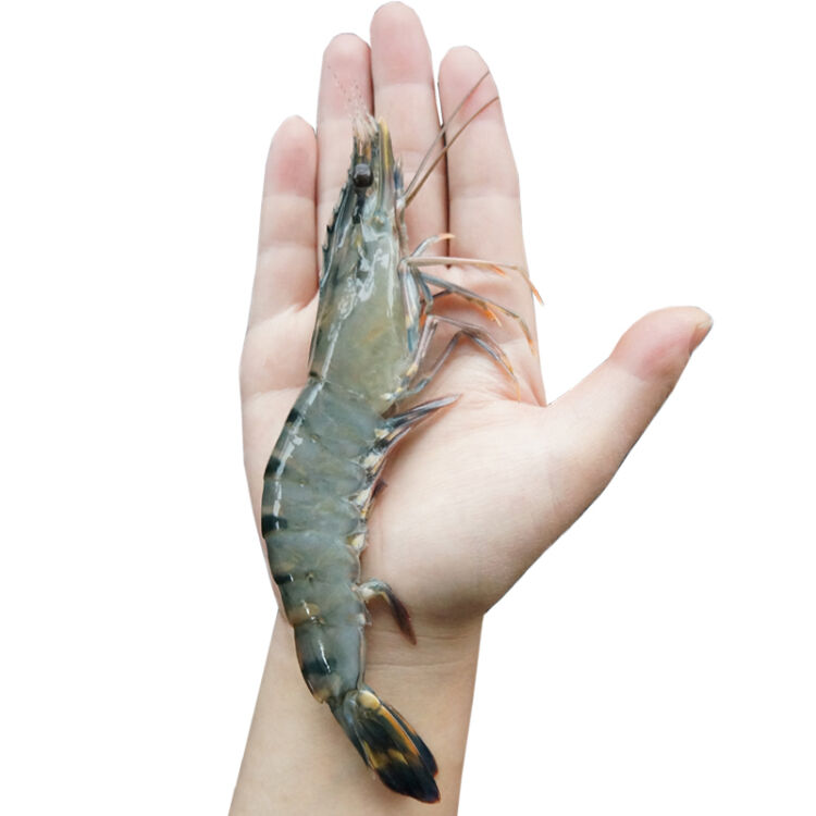 壹家壹站 活冻马来西亚黑虎虾 400g/盒 11-12只 盒装