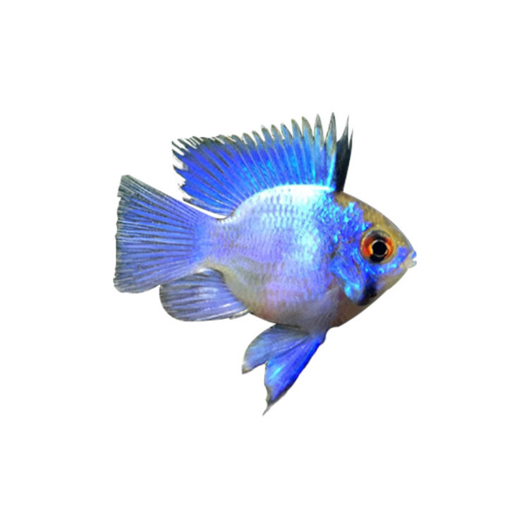 宝蓝凤凰球鱼阿凡达球南美短鲷类热带鱼观赏鱼活体球形鱼小型鱼 2-3cm