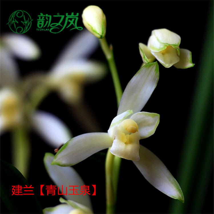 韵之岚兰花 【建兰 青山玉泉】花卉绿植室内植物盆栽莲瓣兰豆瓣兰送春