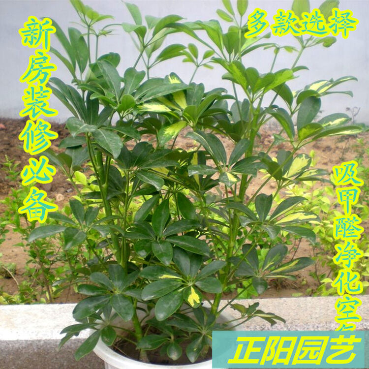 鸭掌木七叶莲鹅掌柴四季常青鸭脚木办公室内客厅盆栽植物花卉绿植 1.图片