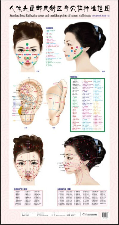 人体头部反射区与穴位标准挂图赠解说册