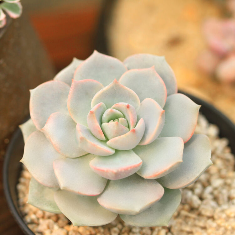 斗途园艺 白牡丹 多肉植物 办公室桌面植物 冠幅约4-6cm 不含盆