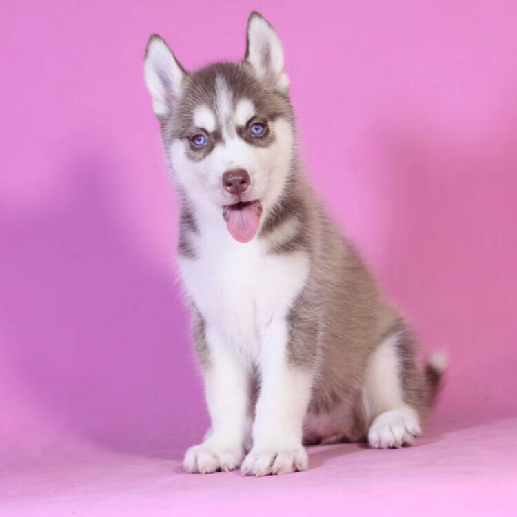 宠至尊 纯种哈士奇犬活体幼犬宠物狗狗大型犬二哈棕色