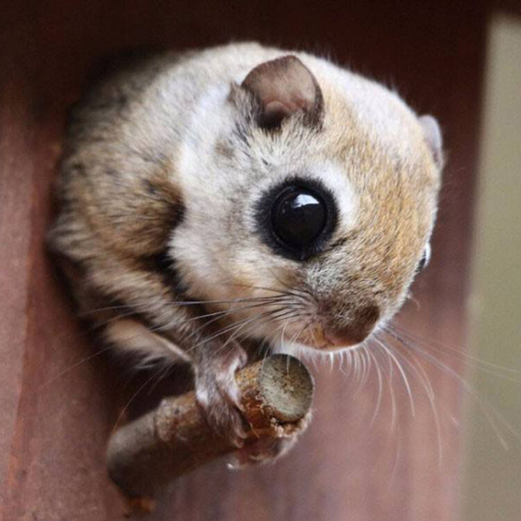大眼飞鼠日本飞鼠幼崽小飞鼠活体宠物 幼年一只