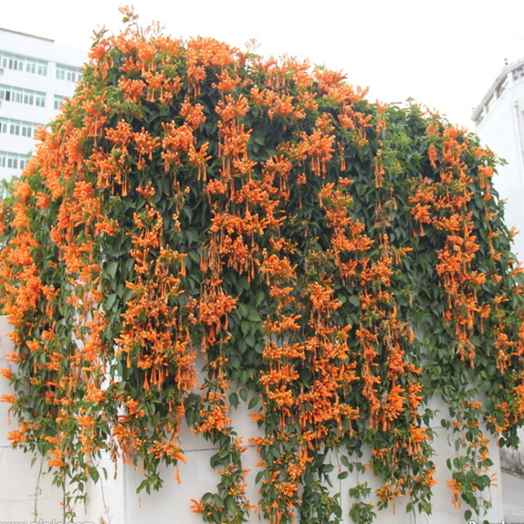 庭院盆栽 攀爬植物 鞭炮花苗 炮仗花攀援花卉红爆竹花