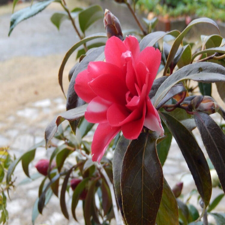 【景叶园】开花植物 茶花苗 山茶花苗 室内盆栽适合南北方种植 孔雀椿