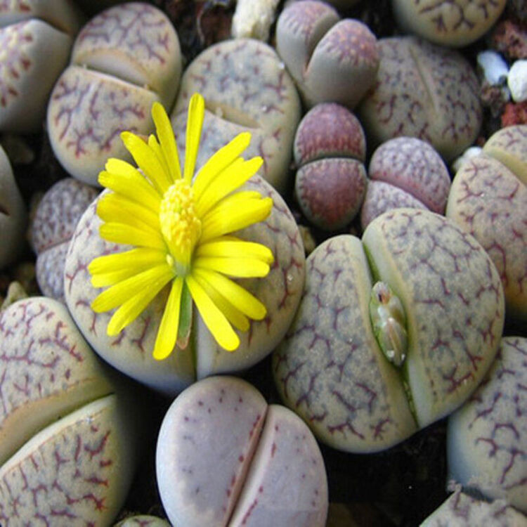 三木园艺 绿植盆栽 多肉植物 生石花 石生花 石头花 屁股花 直径2-3cm