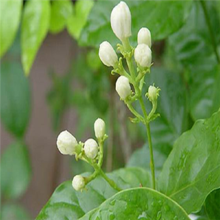 春天来了 a19花卉种子 茉莉花种子 多年生木本白茉莉种子 双色 紫色