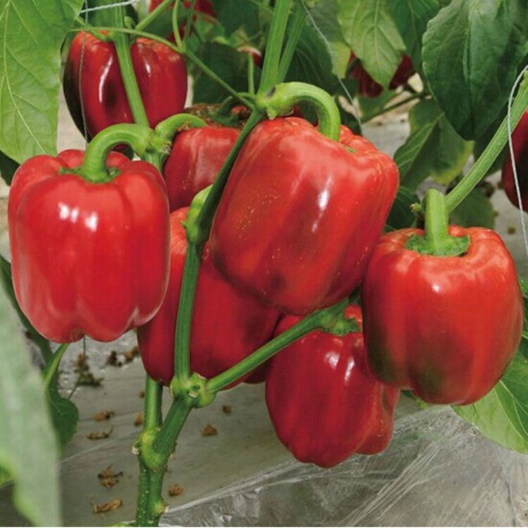 五彩甜椒种子 红色黄色白玉甜椒绿色紫色菜椒蔬菜种子太空椒 灯笼椒