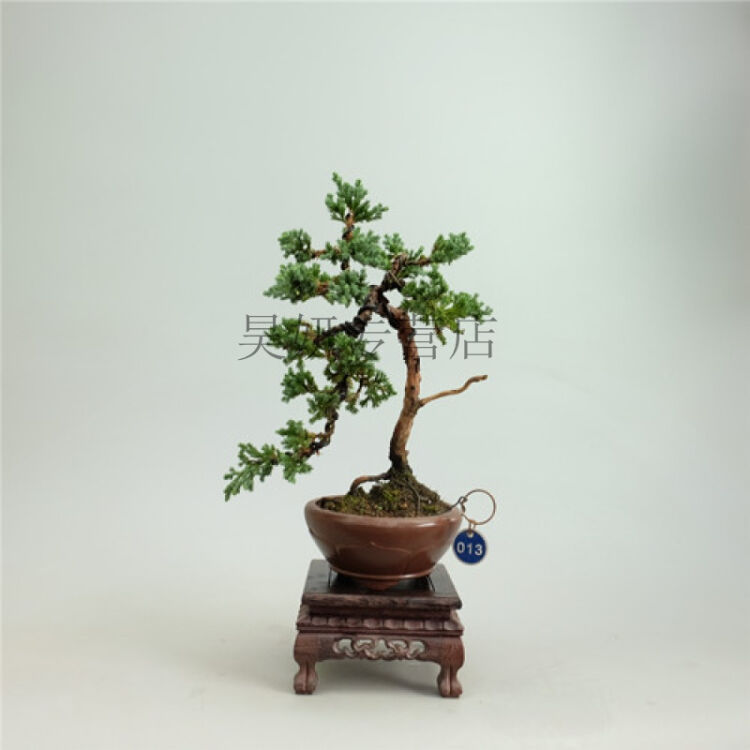 精品日本珍珠柏盆景 非新西兰地柏 绿植盆栽 小绿盎然