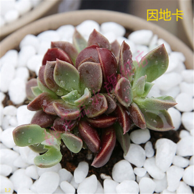 多肉植物盆栽仙人球掌萌肉肉植物 因地卡(2株)