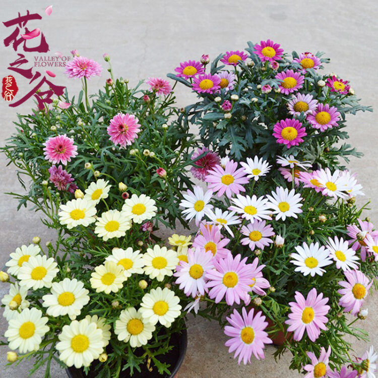茼蒿菊玛格丽特种子 木春菊法兰西菊花卉盆景室内盆栽