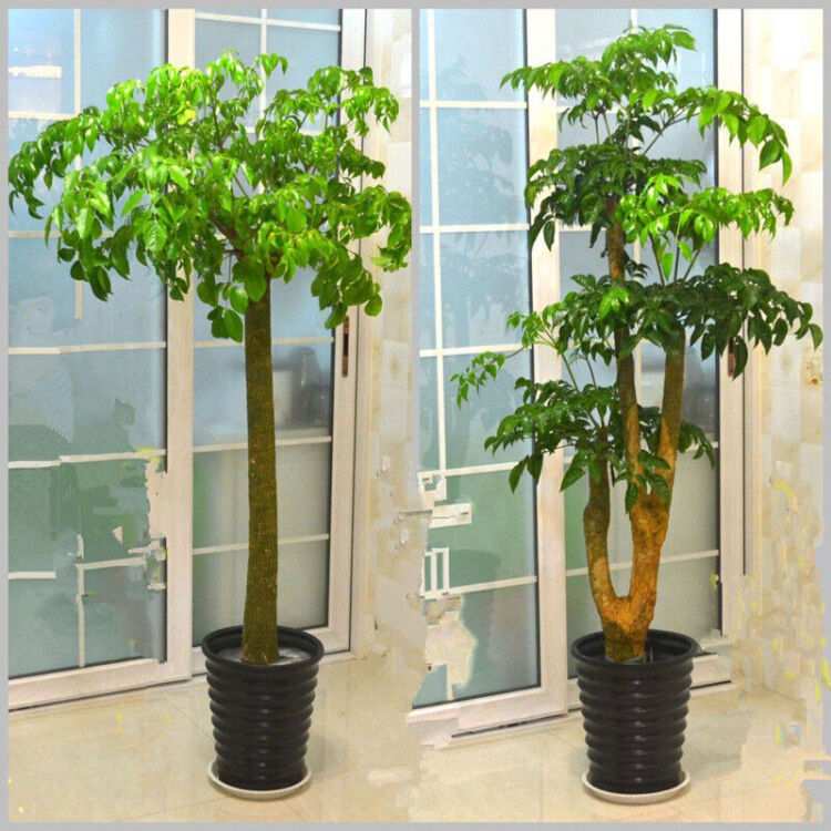 春茗 室内大型客厅办公绿植花卉盆栽观叶植物幸福树平安树 丛生1.2-1.