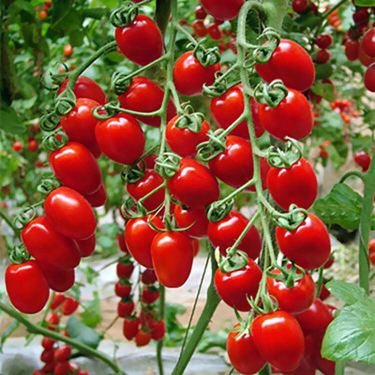 淘舞 樱桃番茄种子 红圣女果番茄种子 小西红柿种子 阳台蔬菜种子