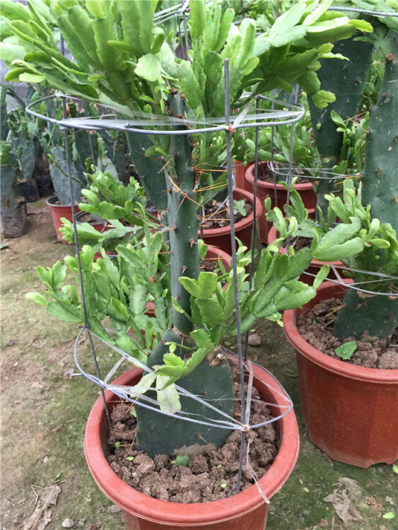 专用嫁接蟹爪兰的仙人掌绿植物砧木昙花令箭荷花盆栽嫁接砧木 已嫁接