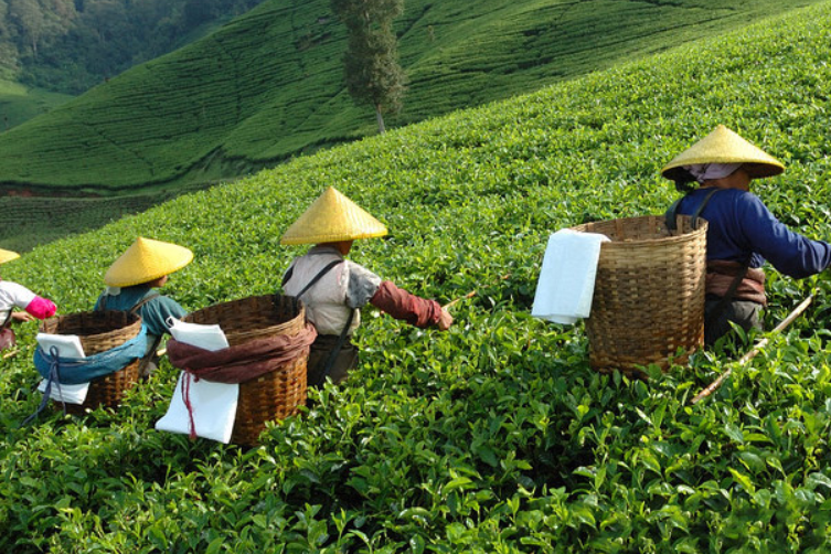 女人品茶竟有这些好处，选一款送