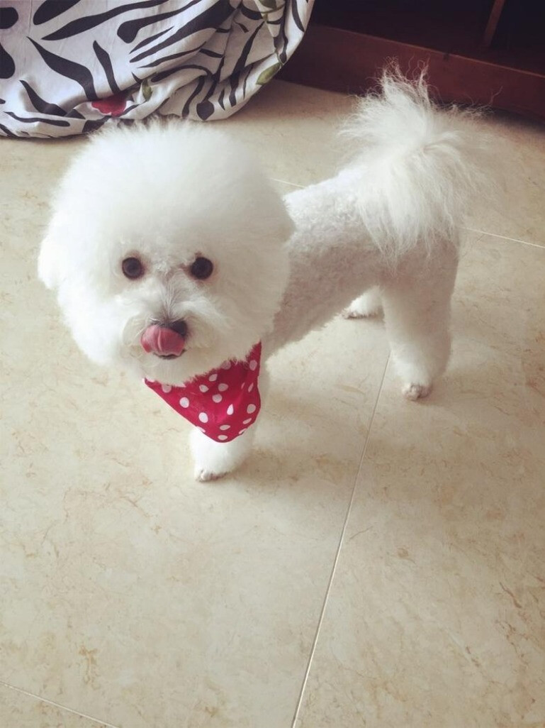 原来小型犬这么可爱!女生适合养这6种