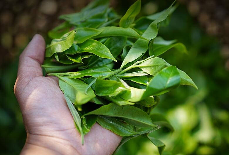 怎麼辨別普洱茶？茶葉品質有先天因素也有後天因素，今