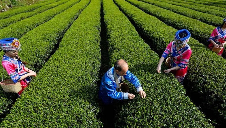 我虽然不是茶道的行家，对于茶，也没有懂得那么透彻，