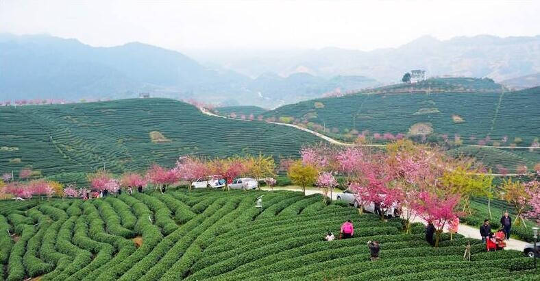 高山云雾中孕育出喝豆浆长大的茶