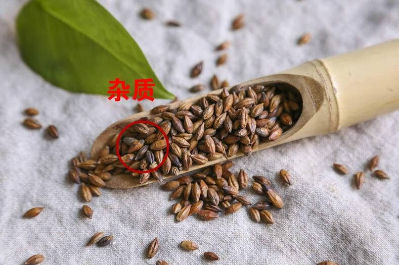 既能减肥又能健脾，大麦茶益处多
