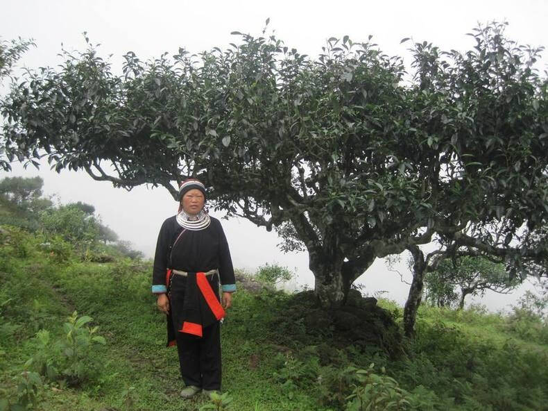 单凭古树茶耐不耐泡一点来鉴别古
