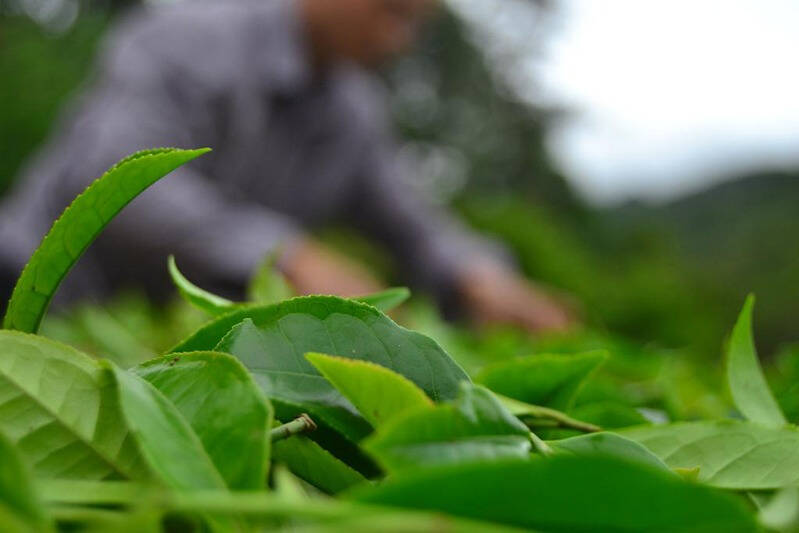 喝过才知道，并非所有的乌龙茶都