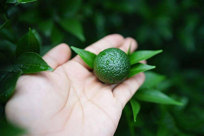 清新果味的小青柑普洱茶，“霸占