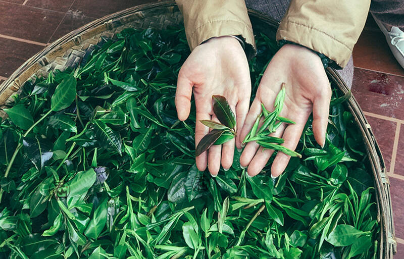 茶界小白的入门功，绿茶到底怎么