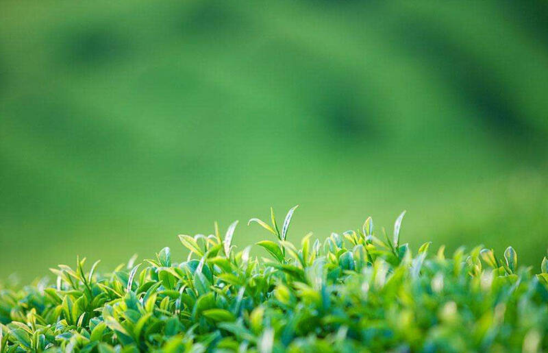茶界小白的入门功，绿茶到底怎么
