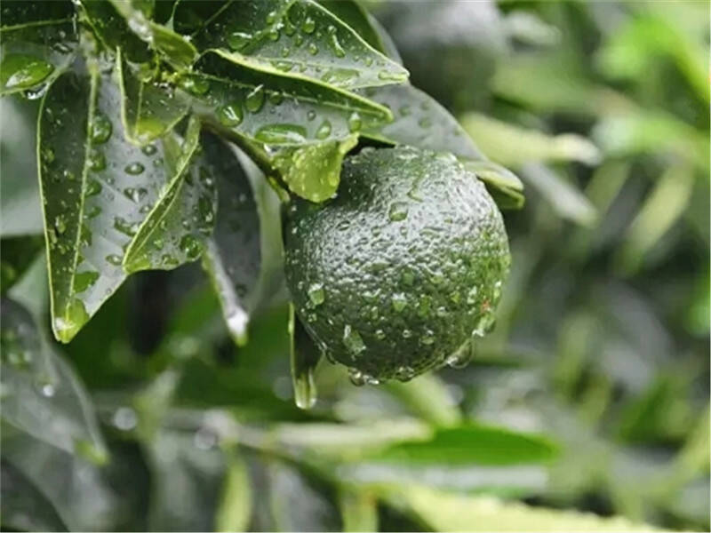 茶,起源于中国,早在神农时代我们充满智慧的祖先就已