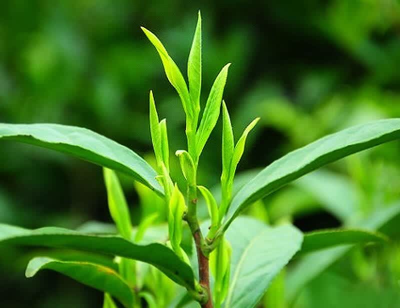 中国传统十大名茶,少喝一种都不