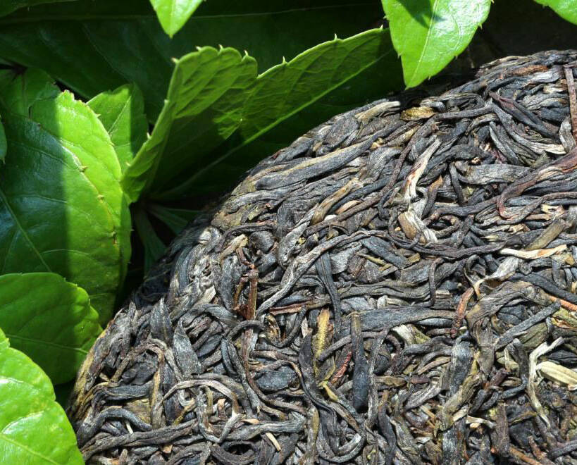 云南地形气候环境特殊，古六大茶